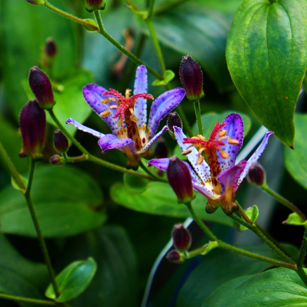 Tricyrtis formosana Taipei Silk - Toad Lily