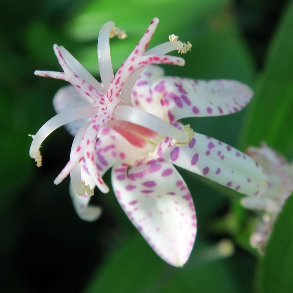 Tricyrtis macropoda - Toad Lily