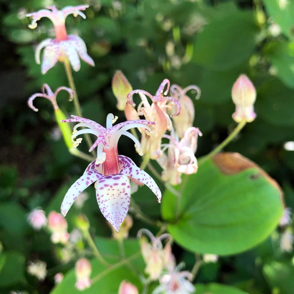 Tricyrtis macropoda - Toad Lily