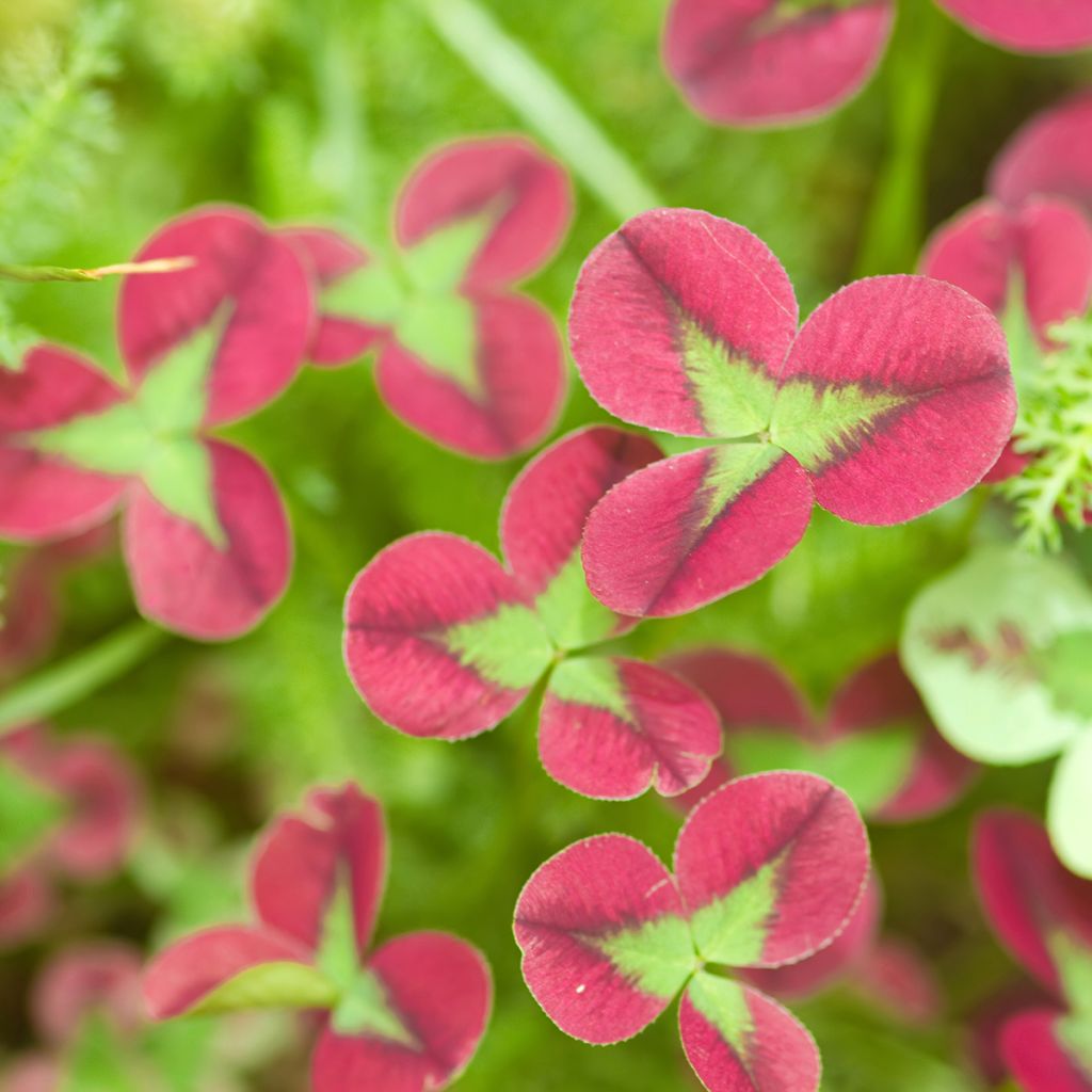 Trifolium repens Isabella