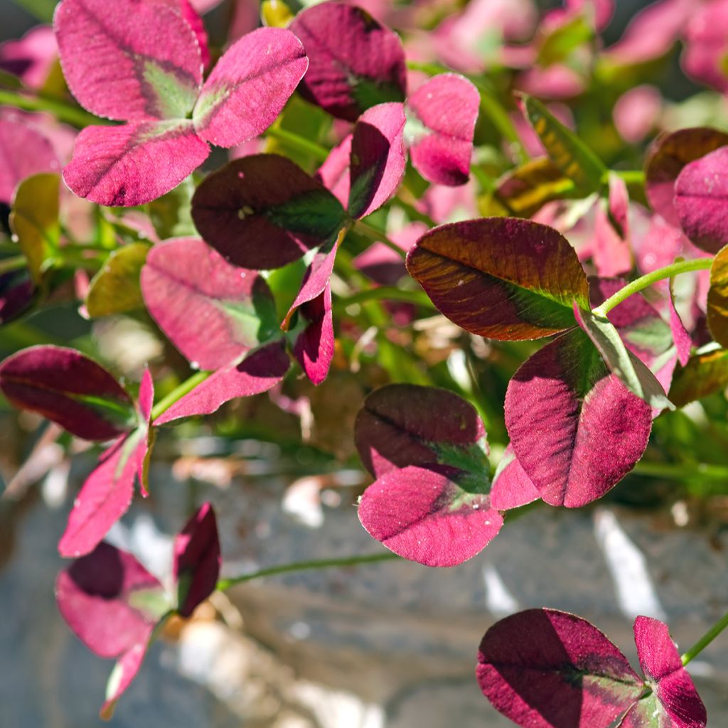 Trifolium repens Isabella