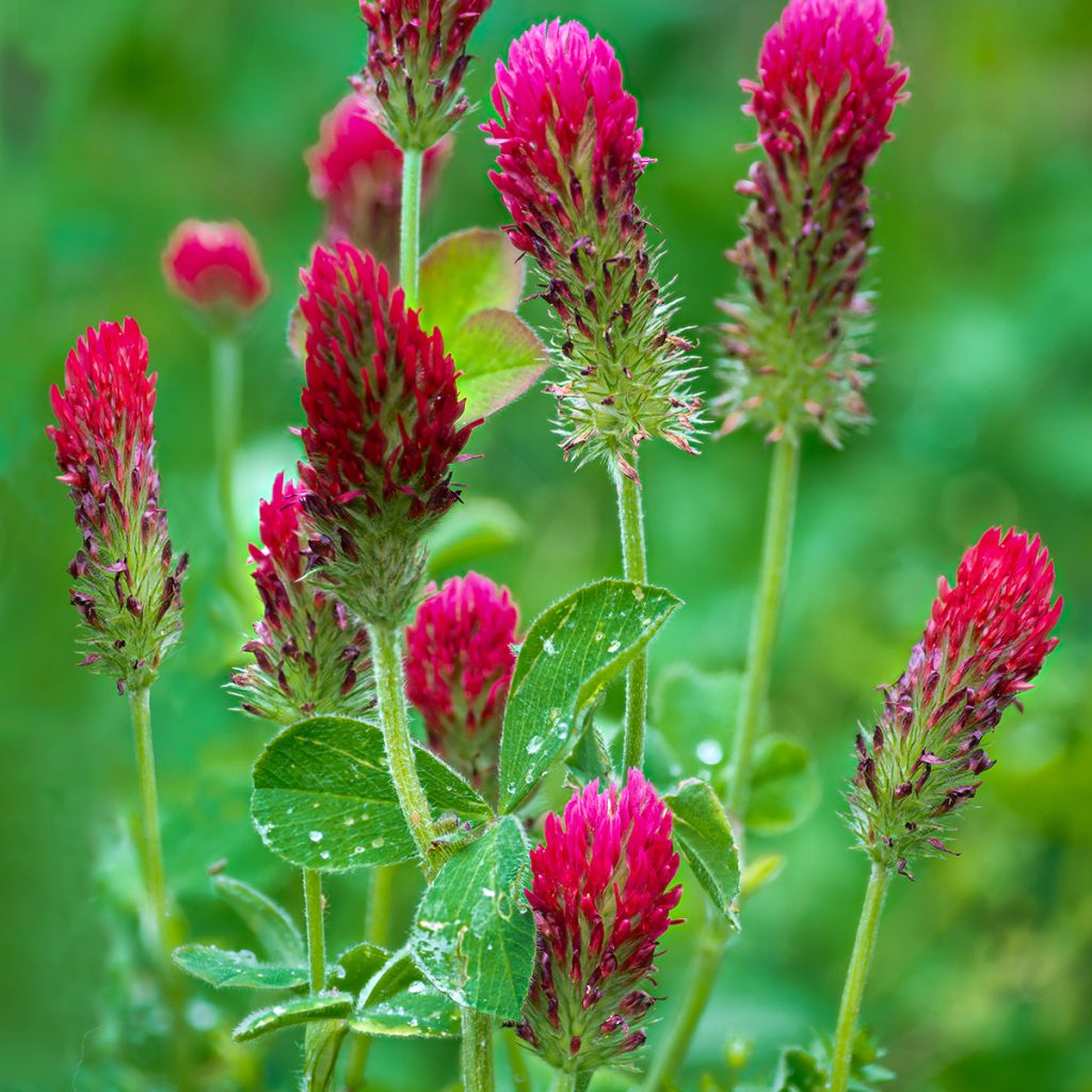 Trifolium incarnatum 