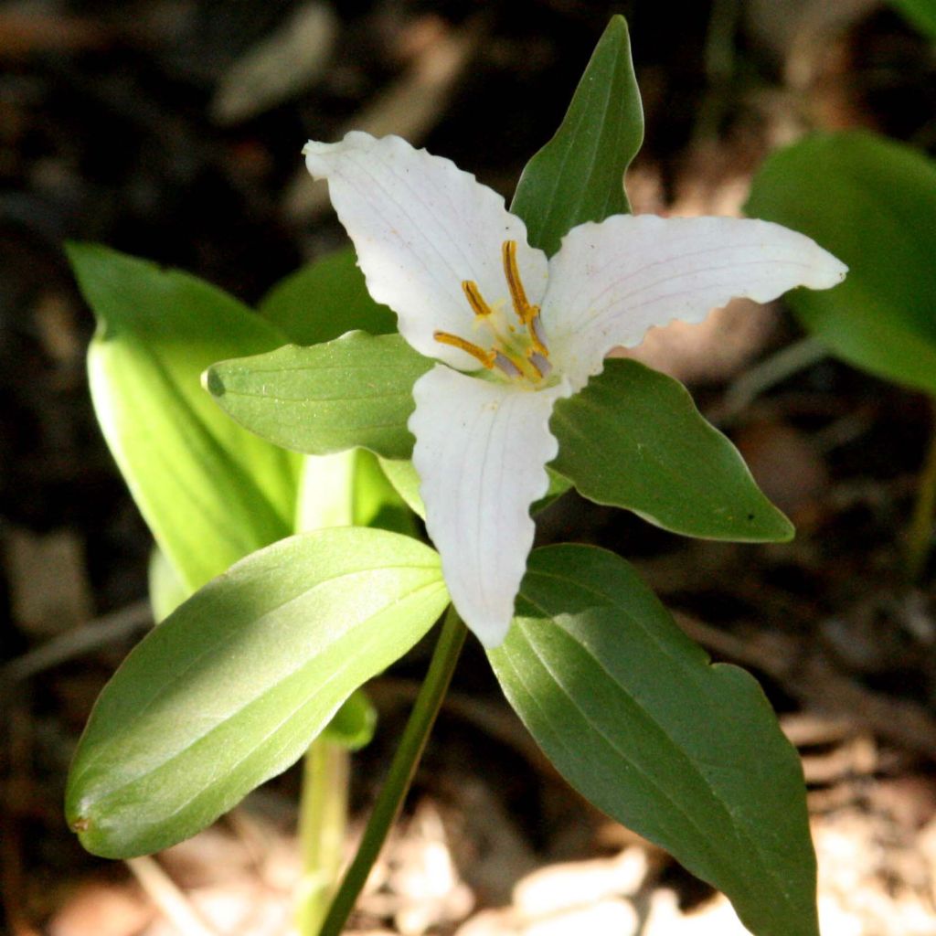 Trillium pusillum -Trille nain