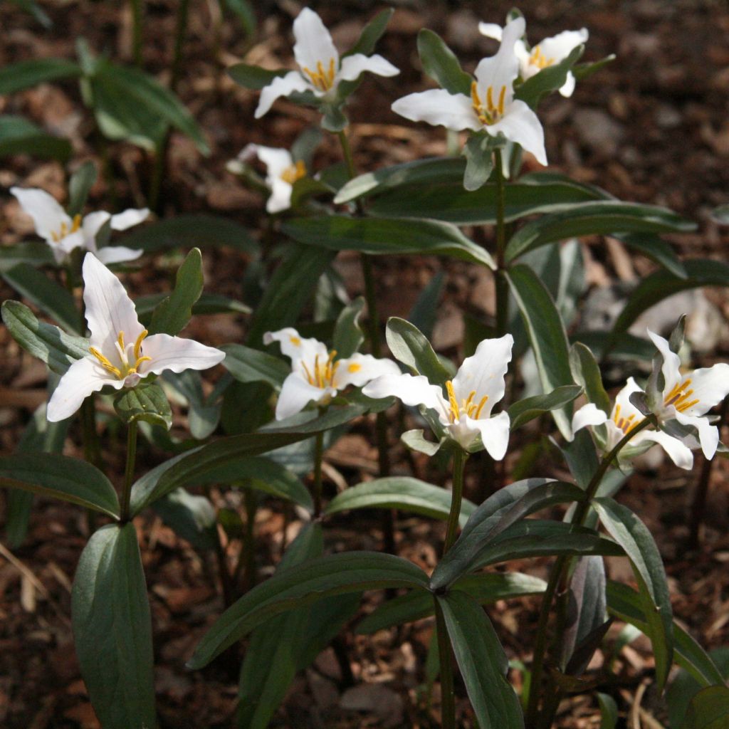 Trillium pusillum -Trille nain