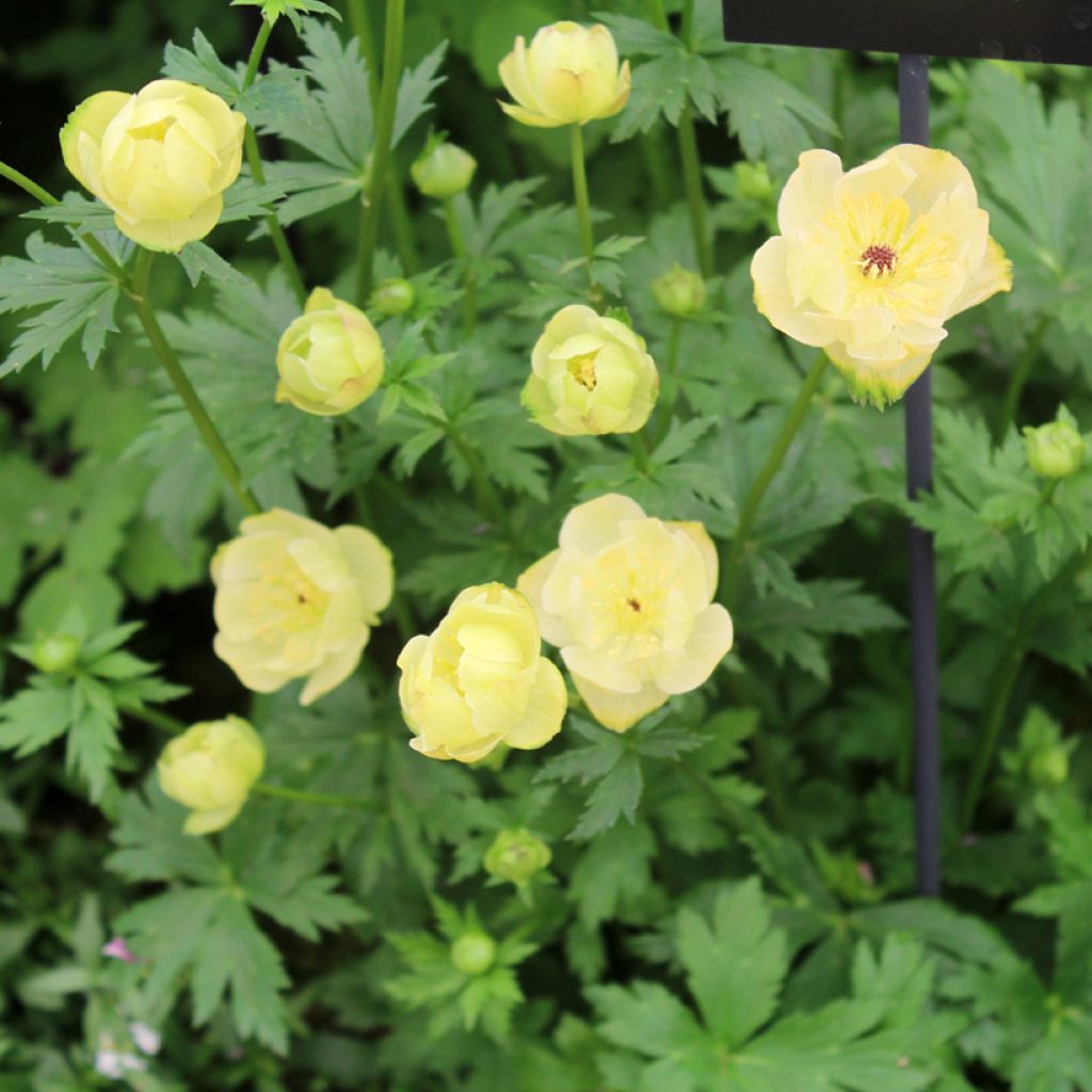 Trollius x cultorum Cheddar