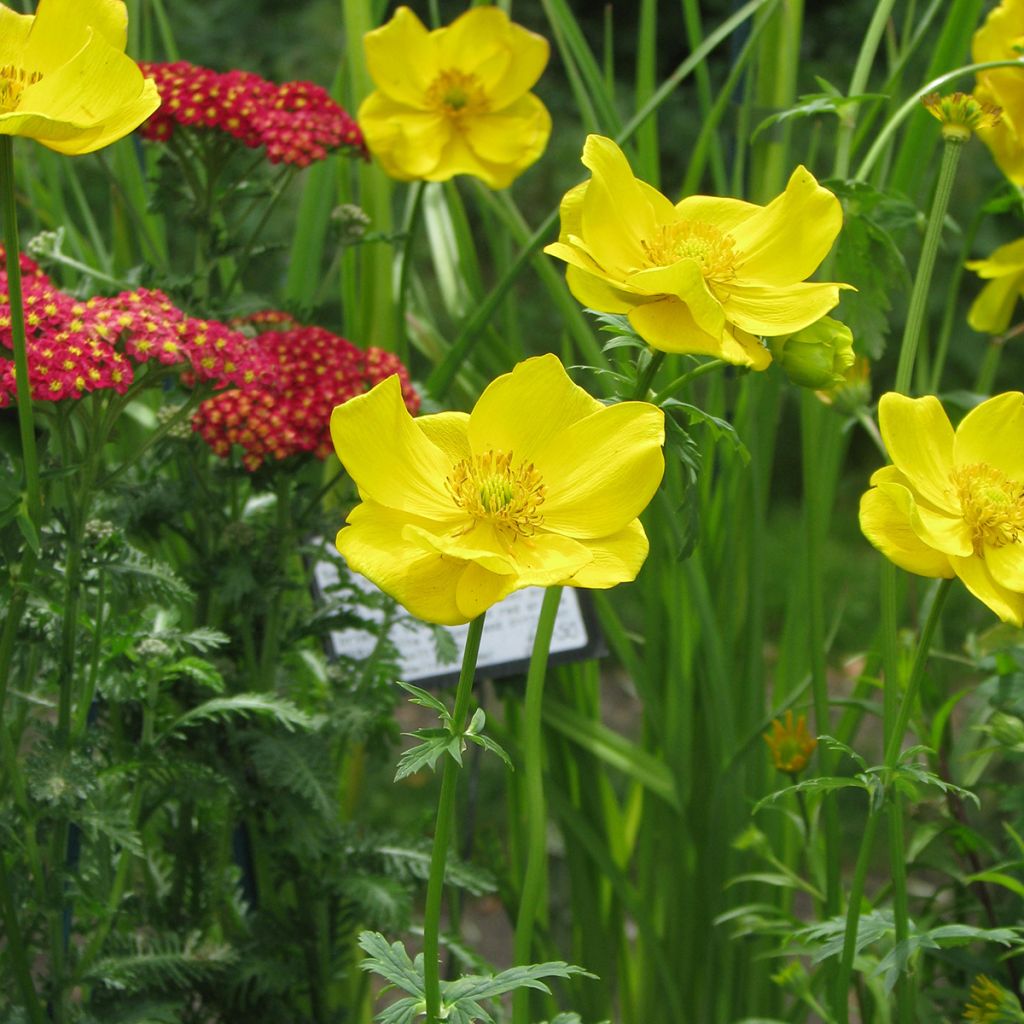 Trollius stenopetalus - Globe flower 