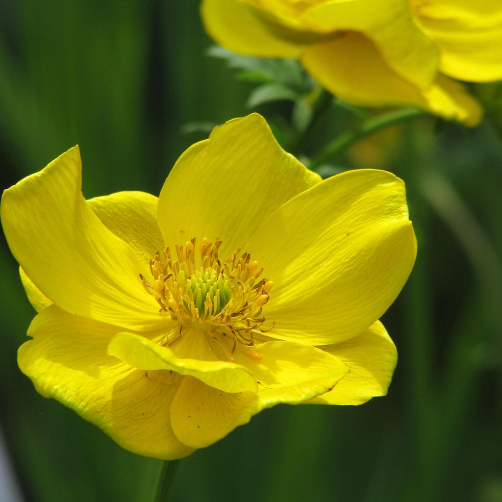 Trollius stenopetalus - Globe flower 