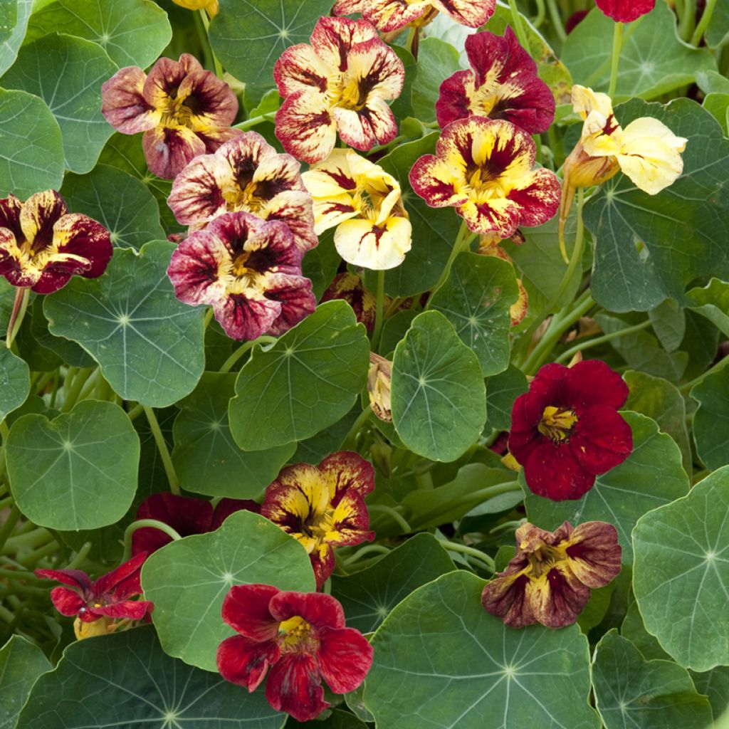 Tropaeolum majus Chameleon Seeds - Dwarf Nasturtium