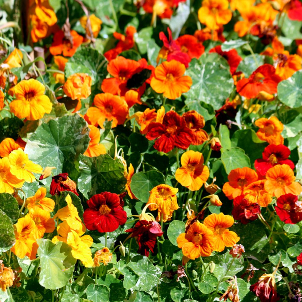 Trailing Nasturtium Jewel of Africa Seeds - Tropaeolum majus