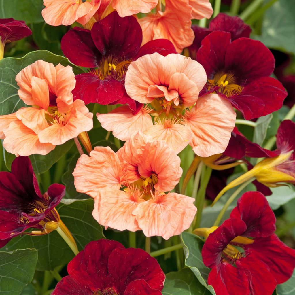 Tropaeolum minus Rumba Mix Seeds - Dwarf Nasturtium