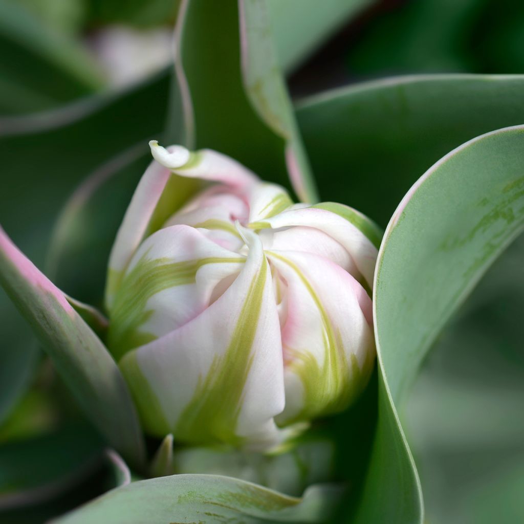 Tulipa Flashpoint- Double Early Tulip