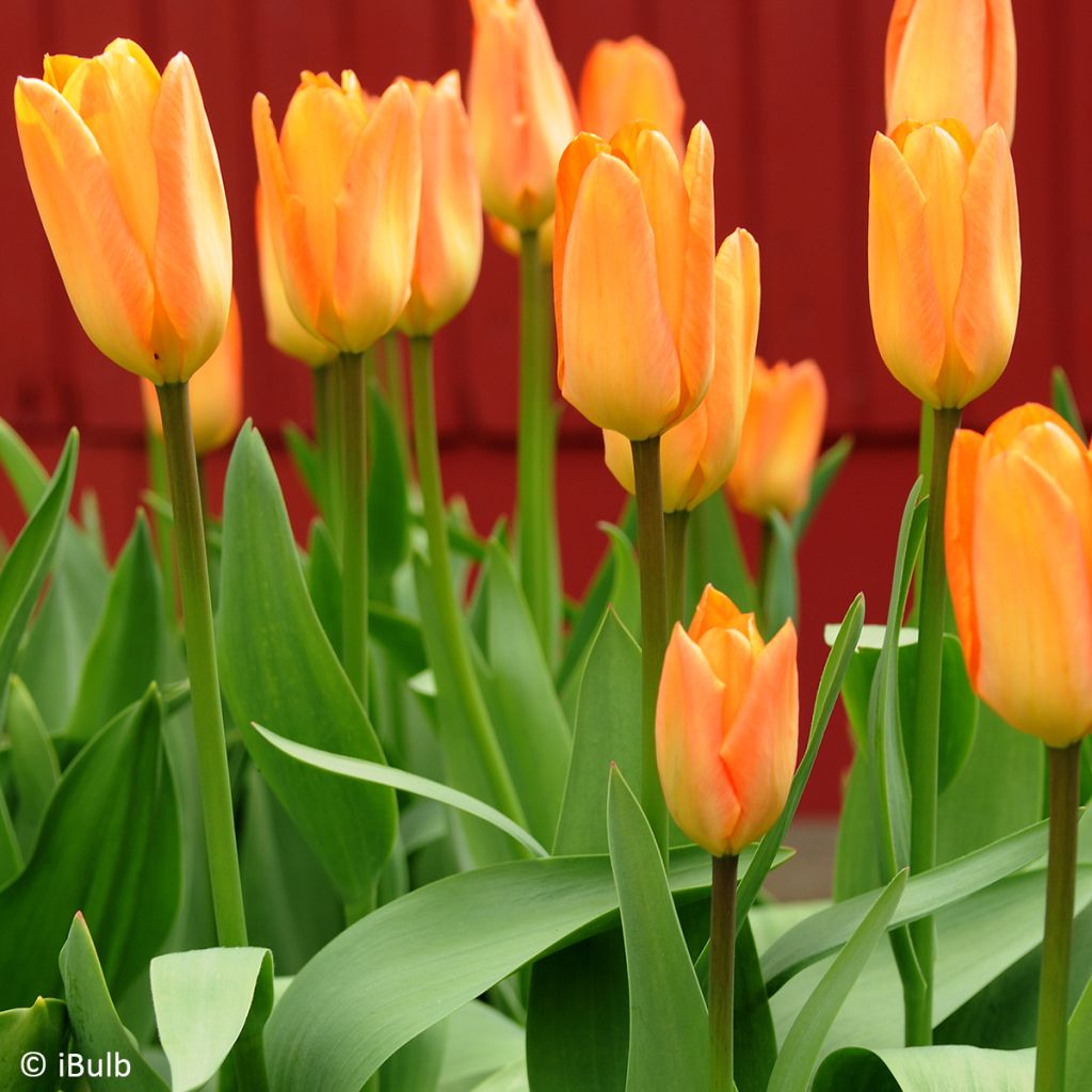 Tulipa Generaal De Wet - Early single Tulip