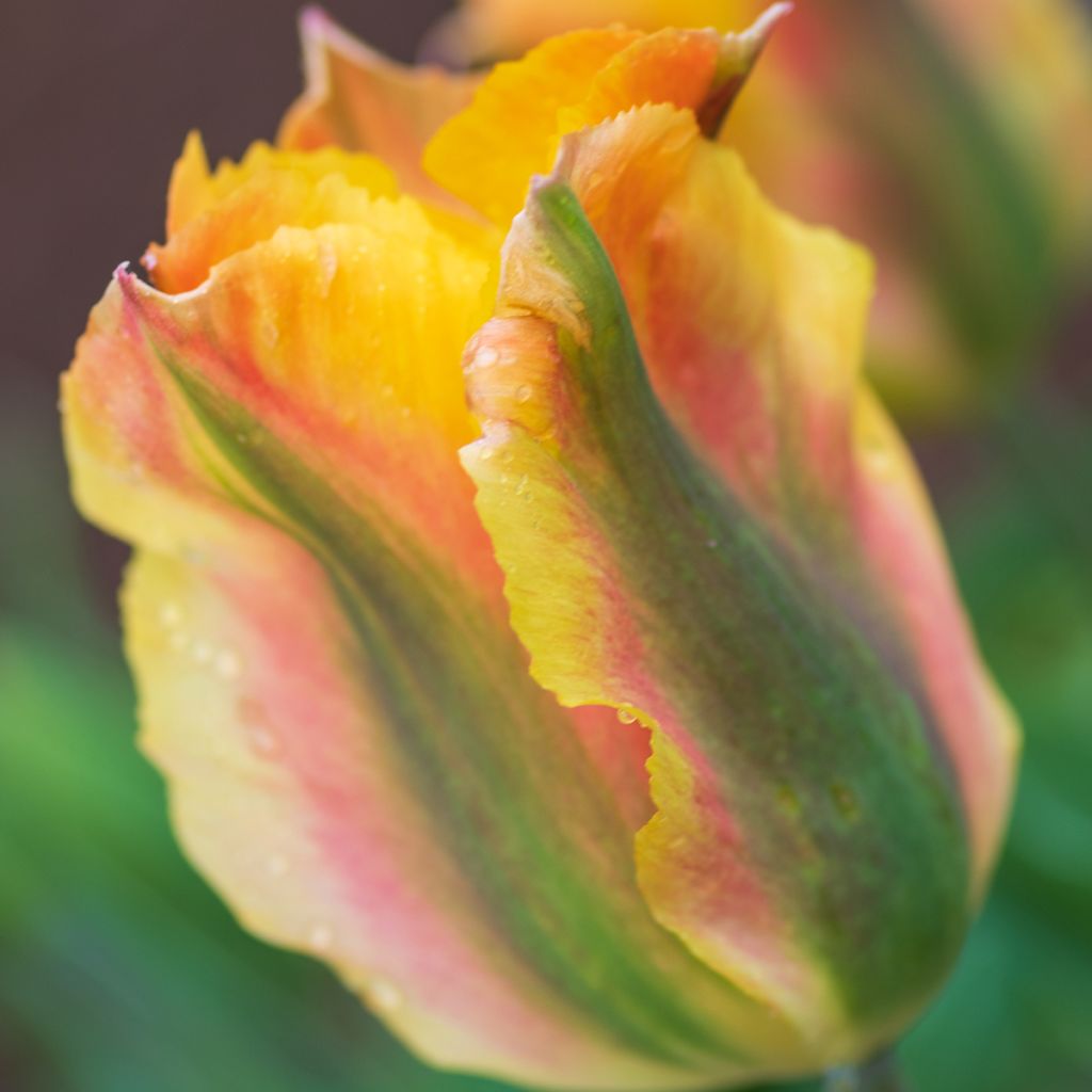 Tulipa viridiflora Golden Artist