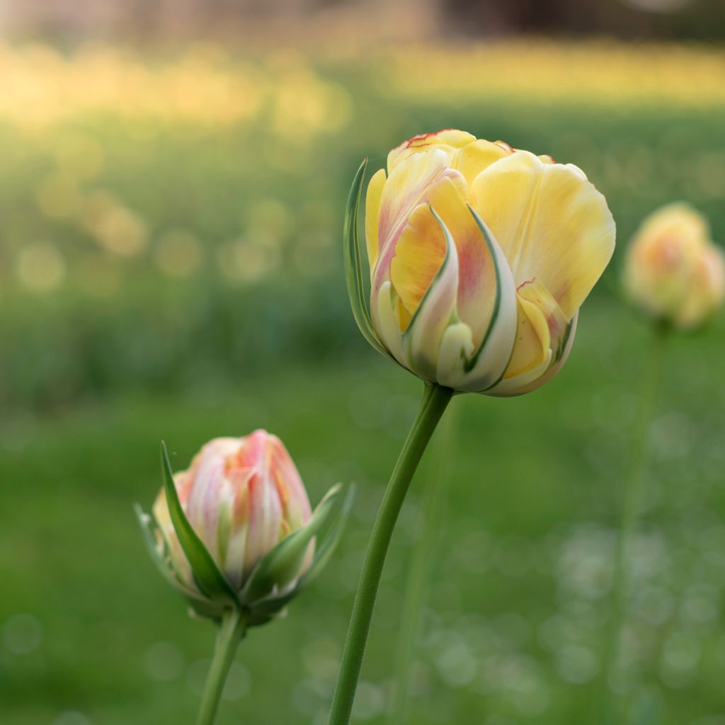 Tulipa viridiflora Golden Artist