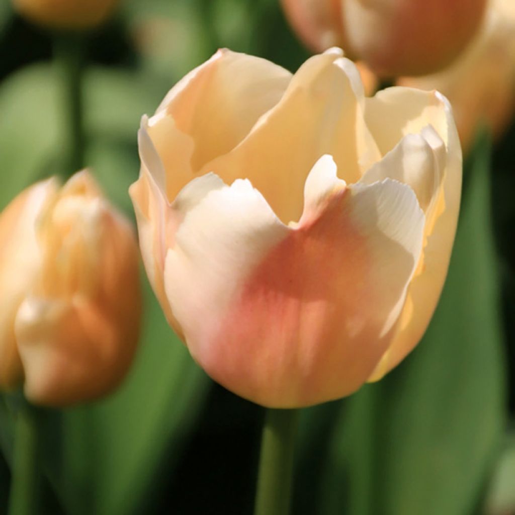 Tulipa Apricot Pride - Darwin Hybrid Tulip