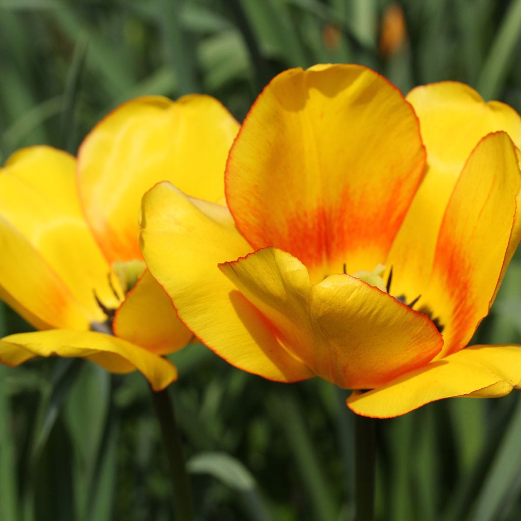 Tulipa Hybrid Darwin Blushing Apeldoorn - Darwin hybrid Tulip