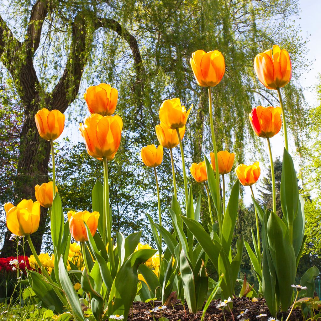 Tulipa Hybrid Darwin Blushing Apeldoorn - Darwin hybrid Tulip