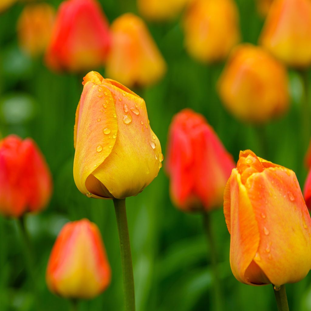 Tulipa Darwin hybrid Orange Lion - Darwin hybrid Tulip