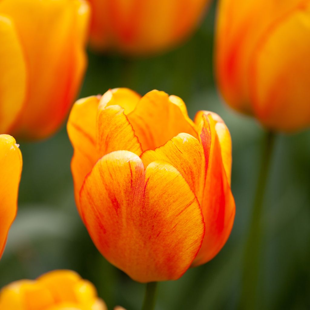 Tulipa Darwin hybrid Orange Lion - Darwin hybrid Tulip