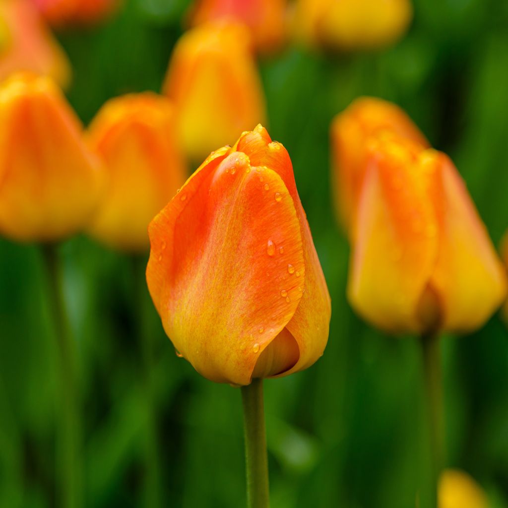 Tulipa Darwin hybrid Orange Lion - Darwin hybrid Tulip