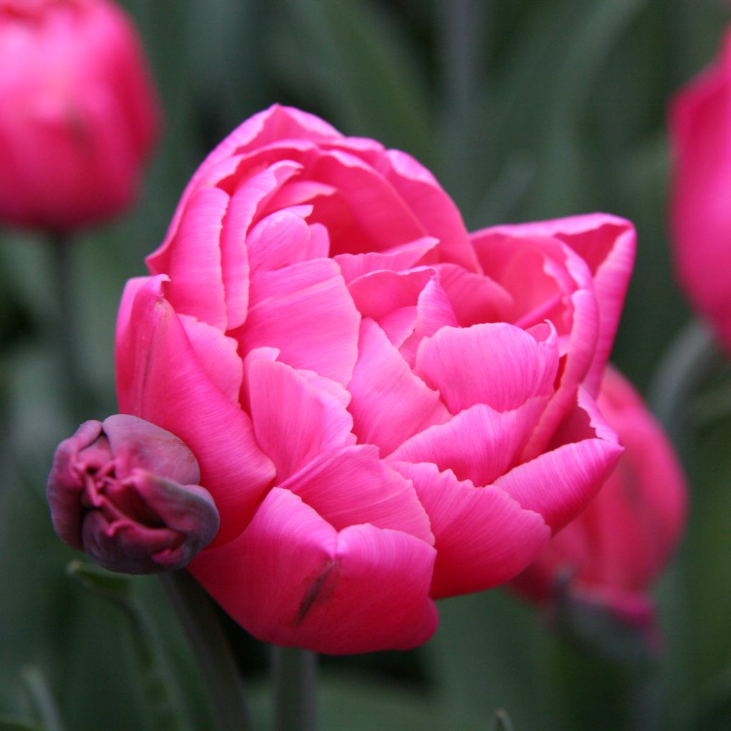 Tulipa Sunset Tropical - Double Late Tulip