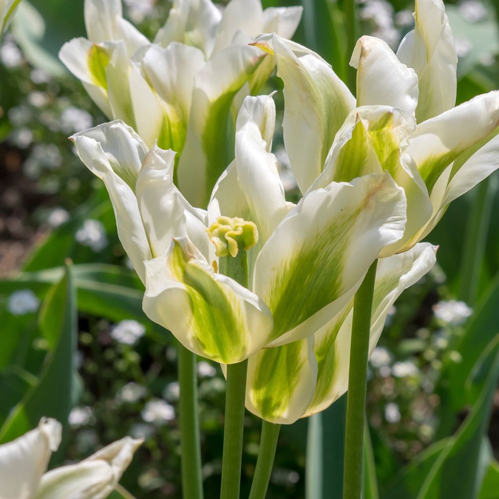 Tulipa Greenstar - Lily flowering Tulip