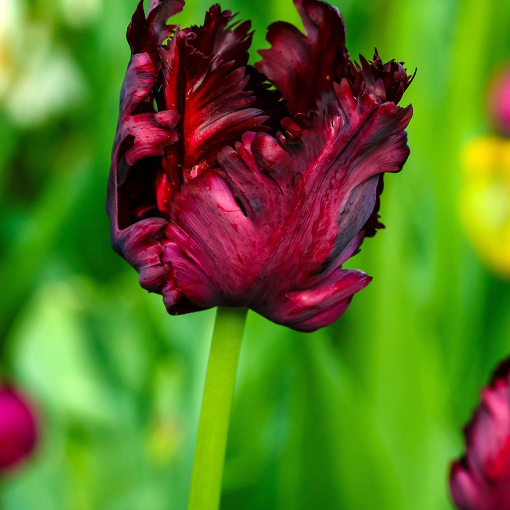 Tulipa Black Parrot - Parrot Tulip
