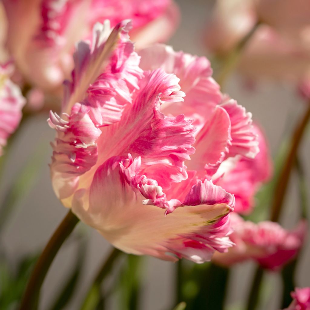 Tulipa Cabanna - Parrot Tulip