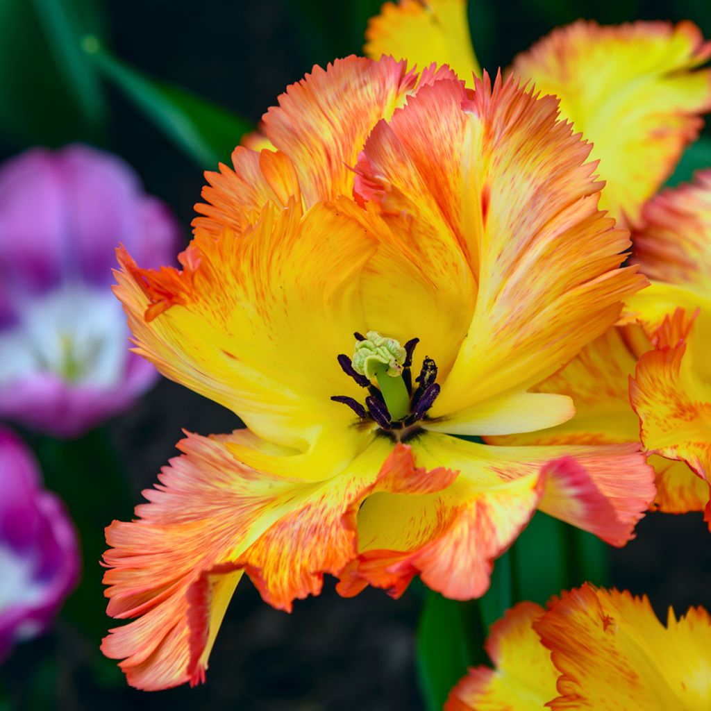 Tulipa Caribbean Parrot - Parrot Tulip