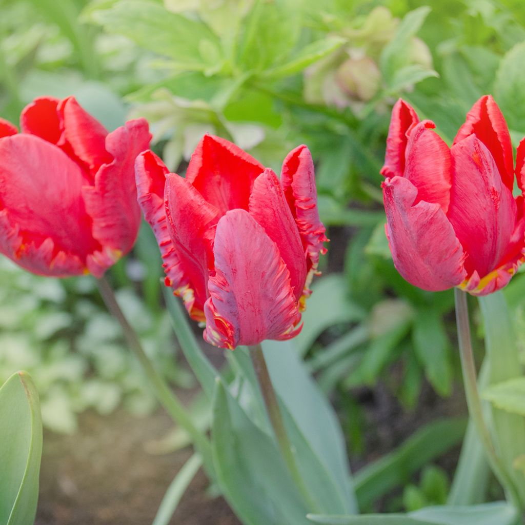 Tulipa Rococo - Parrot Tulip