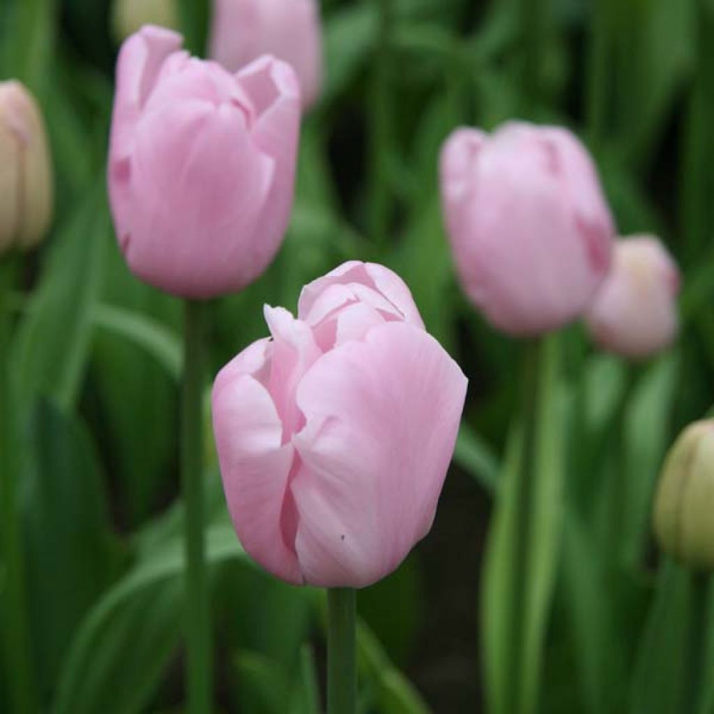 Tulipe Triomphe Pink Diamond