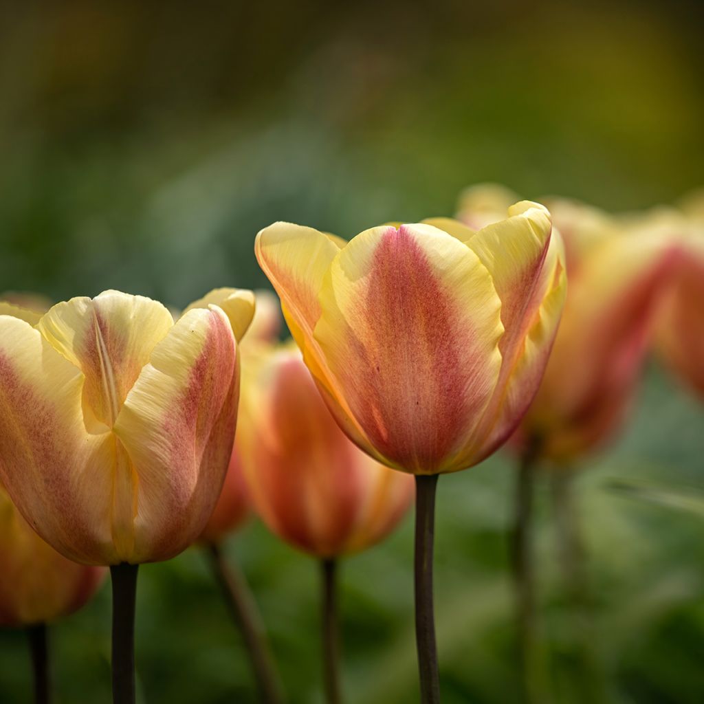 Tulipa Apricot Foxx - Triumph Tulip