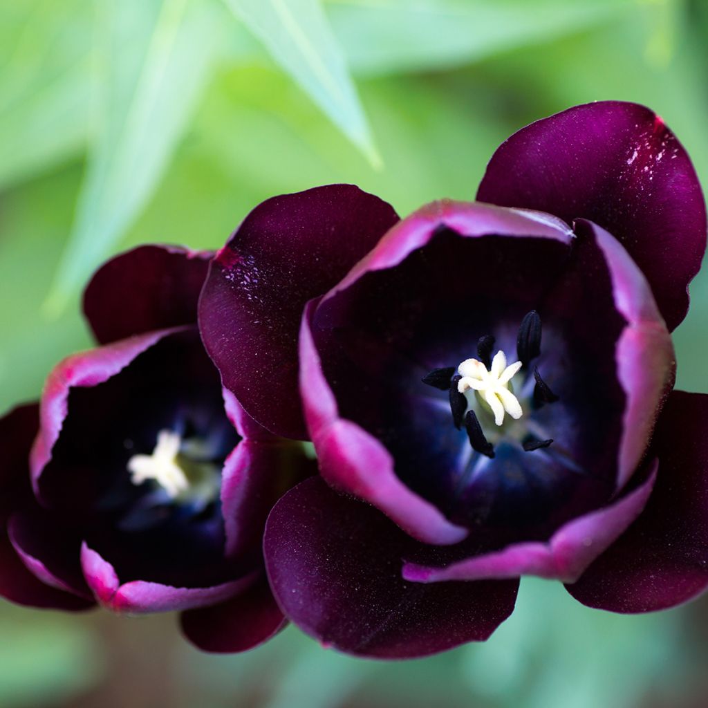 Tulipa 'Blackjack'