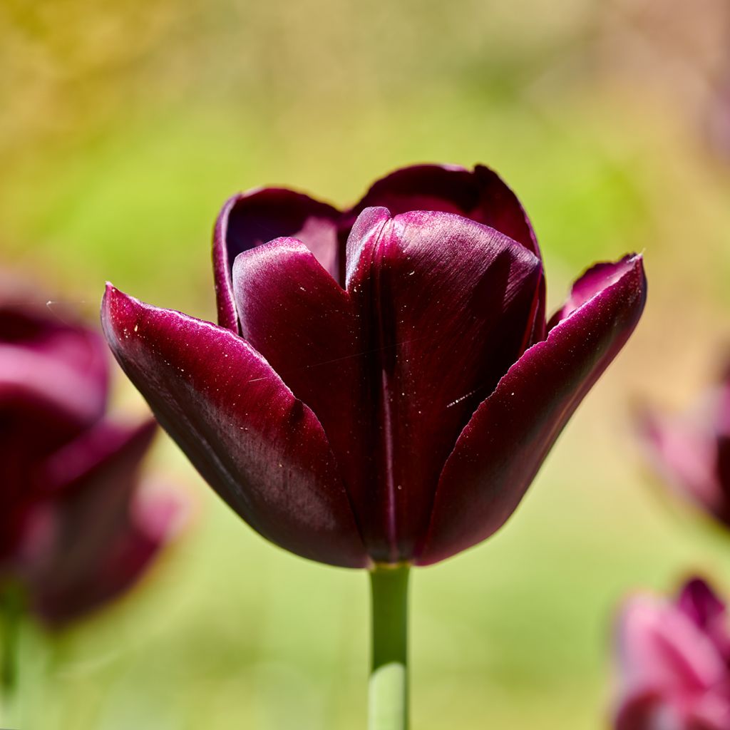 Tulipa 'Blackjack'