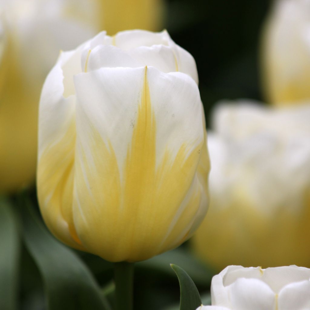 Tulipa Calgary Flames - Triumph Tulip