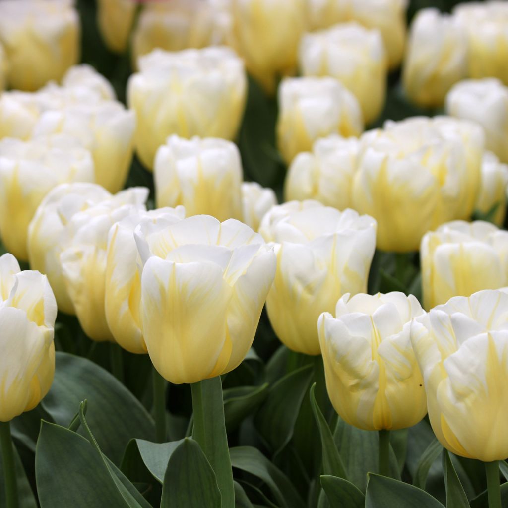 Tulipa Calgary Flames - Triumph Tulip