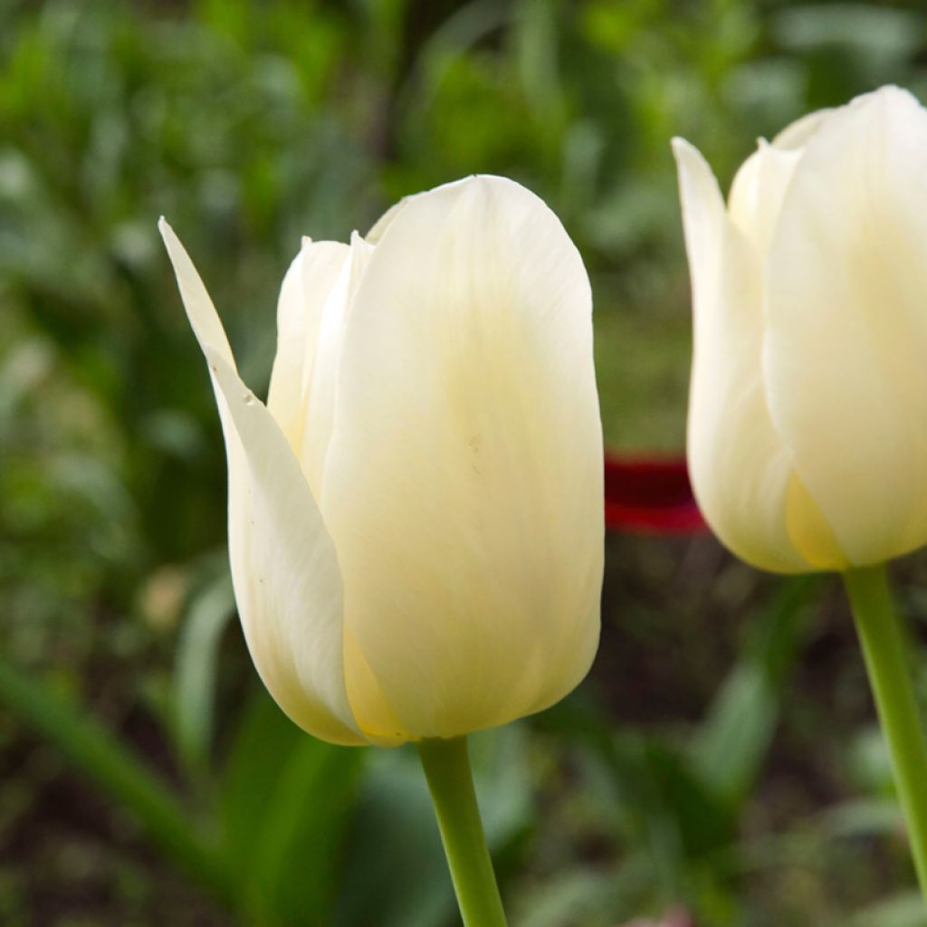 Tulipa Creme Flag - Triumph Tulip