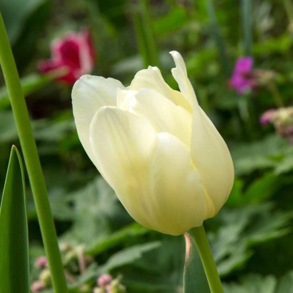 Tulipa Creme Flag - Triumph Tulip