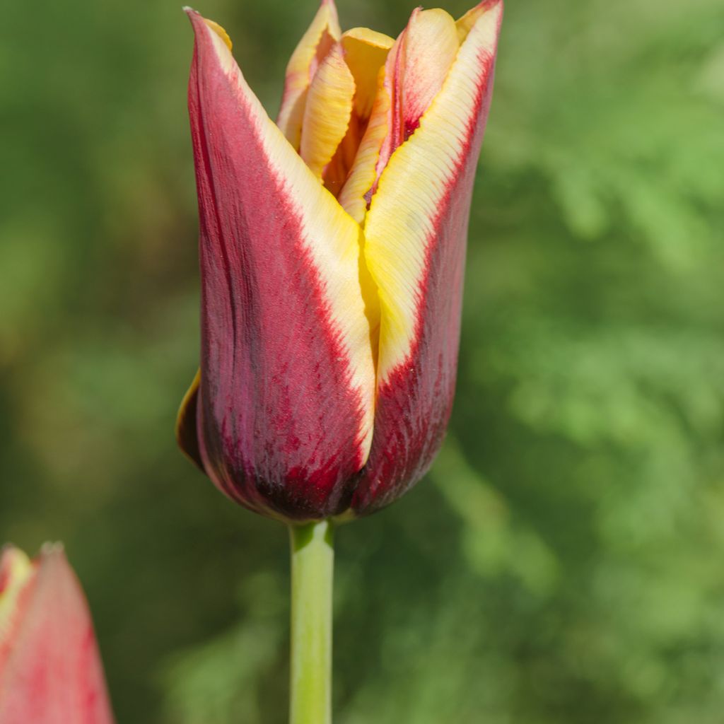 Tulipa Gavota - Triumph Tulip