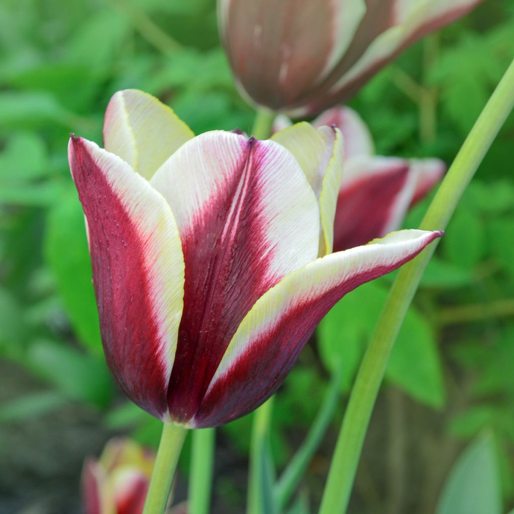 Tulipa Gavota - Triumph Tulip