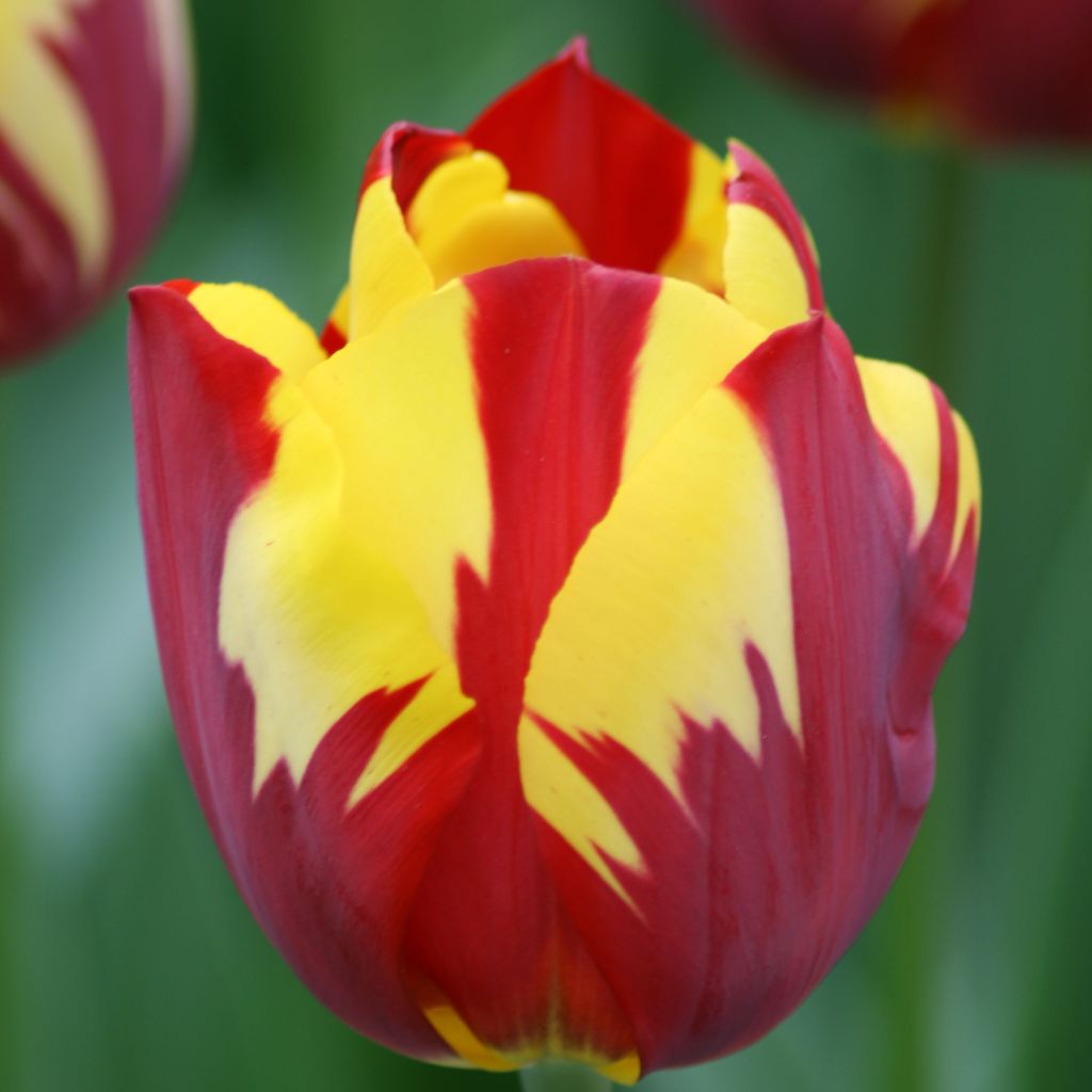 Tulipa Triumph Helmar