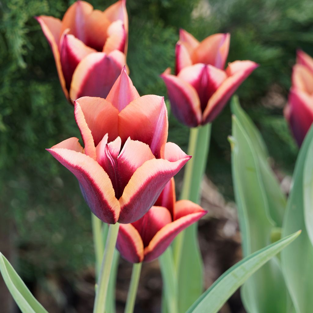 Tulipa Muvota - Triumph Tulip