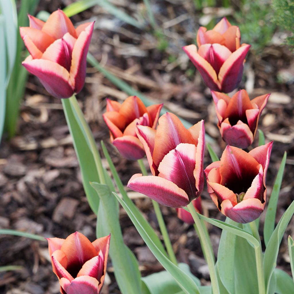 Tulipa Muvota - Triumph Tulip