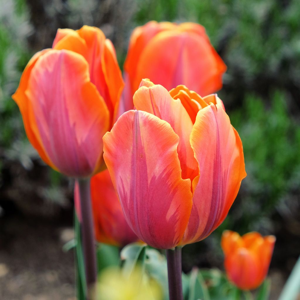 Tulipa Triumph Princesse Irene