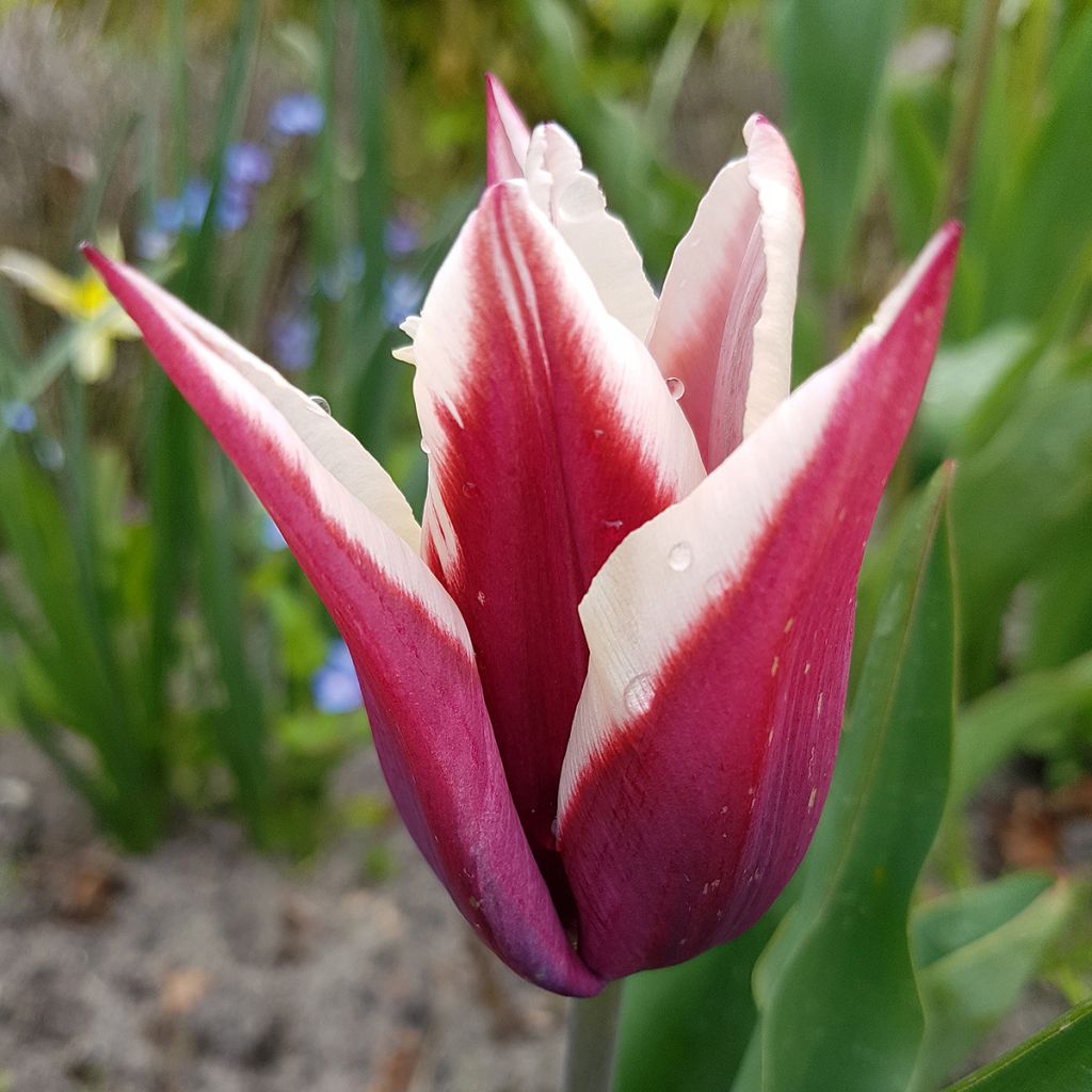 Tulipa 'Rajka'