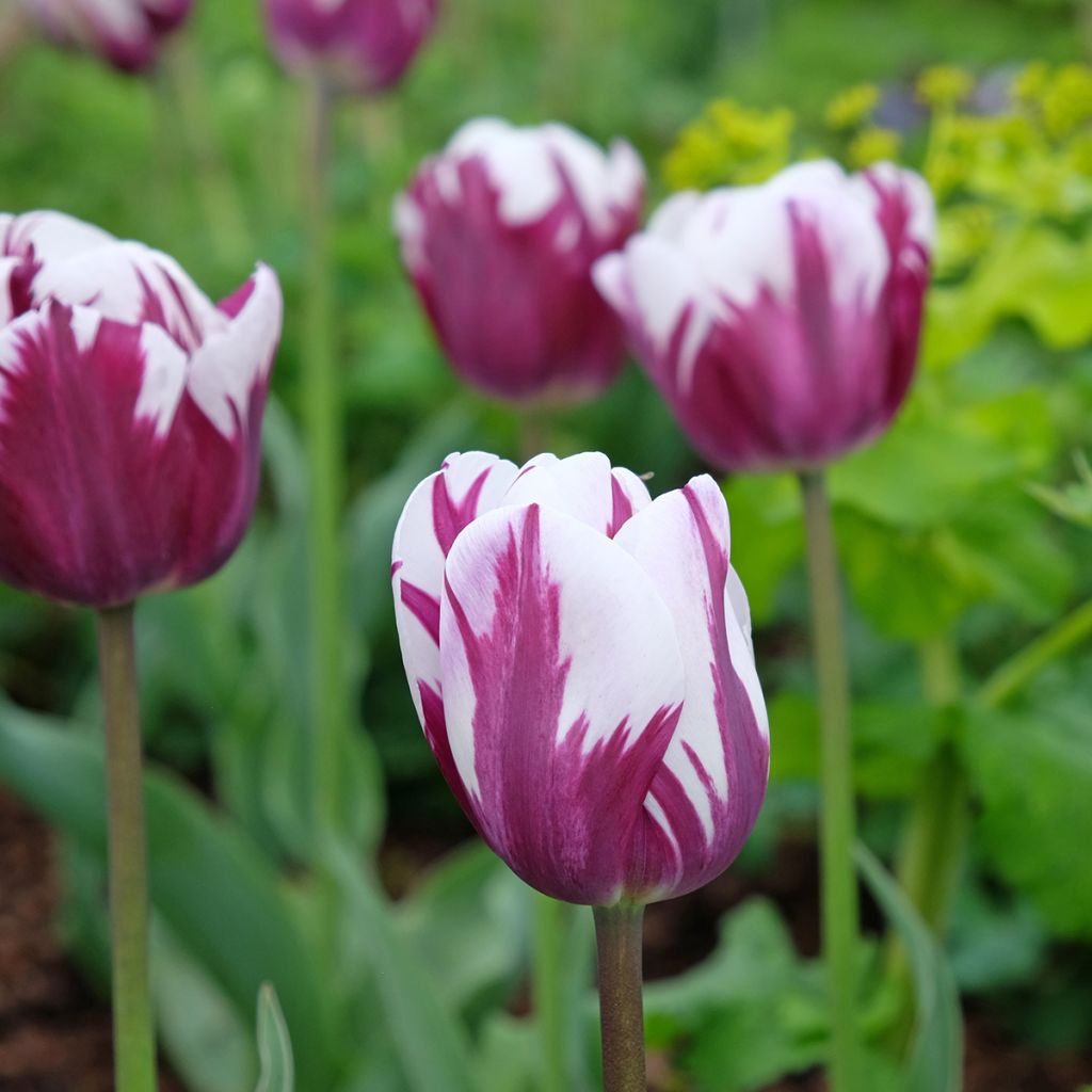 Tulipa Triumph Rem's Favourite (Zurel)
