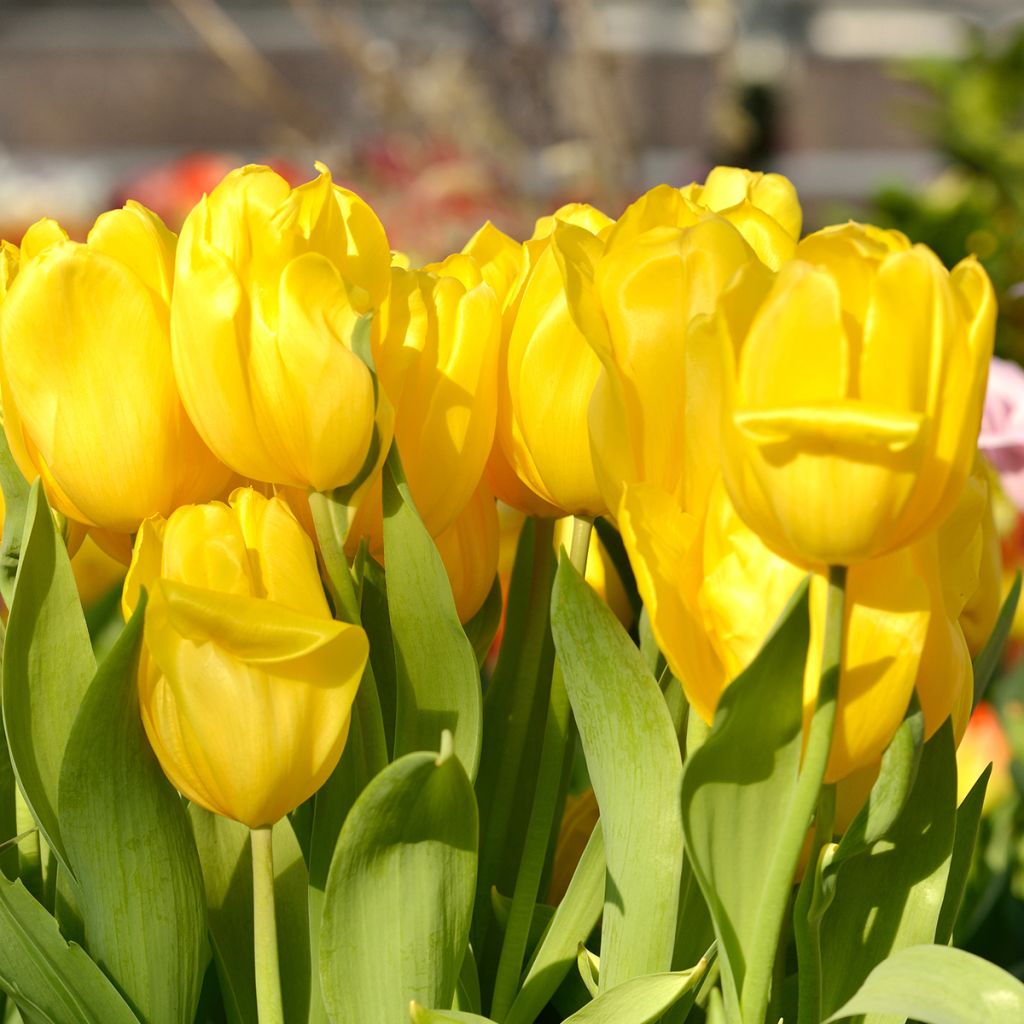 Tulipa Strong Gold - Triumph Tulip