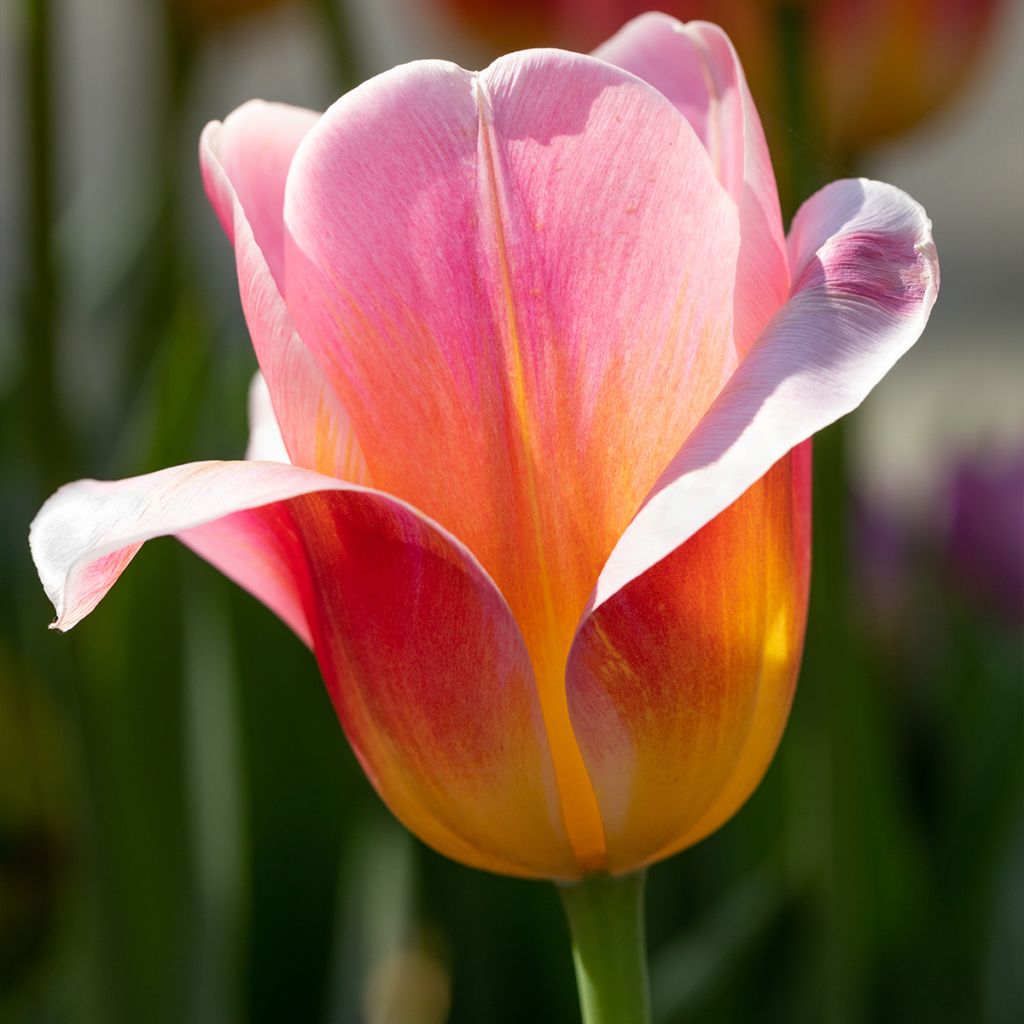 Tulipa Triumph Tom Thumb