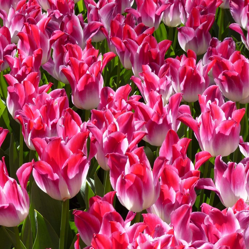 Tulipa Whispering Dream - Triumph Tulip