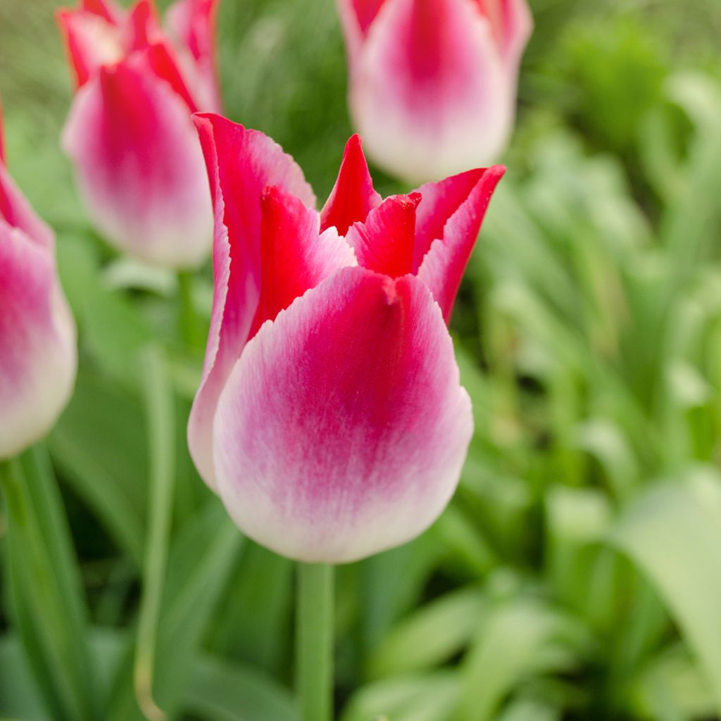 Tulipa Whispering Dream - Triumph Tulip